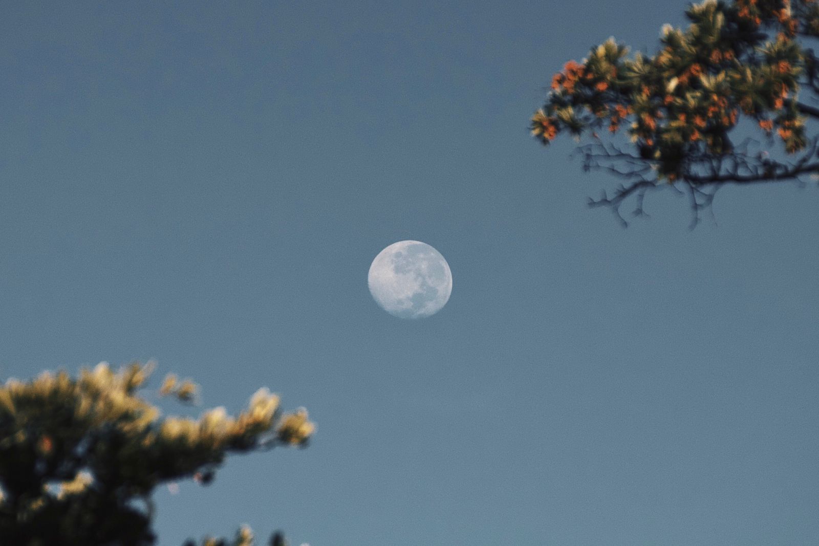 Lua cheia vista durante o dia, entre galhos de árvores.