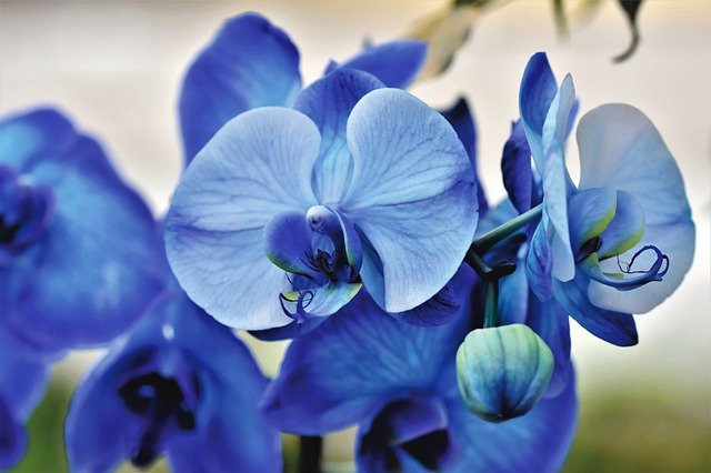 Orquídeas azuis.