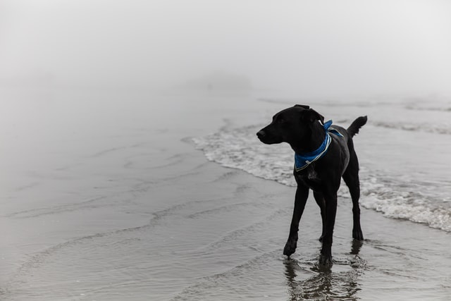 Cachorro preto na beira do mar.