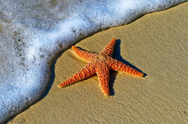 Estrela do mar.