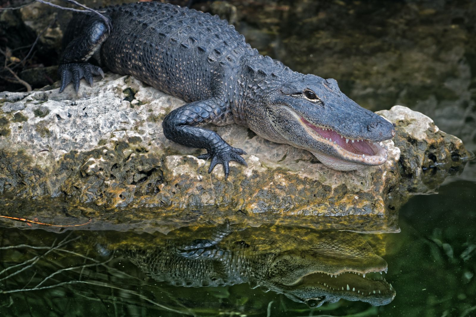 Crocodilo em cima de uma pedra