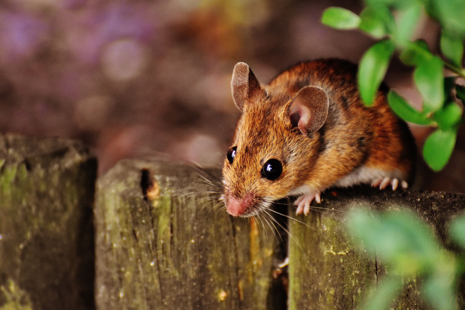 Ratinho em uma cerca de madeira
