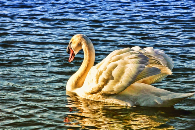 Cisne.