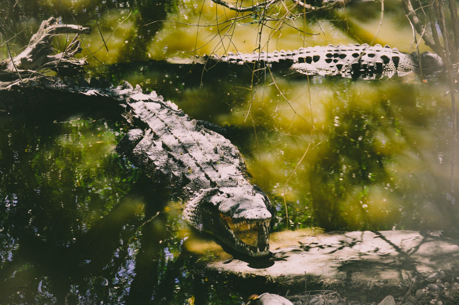 Crocodilos no lago
