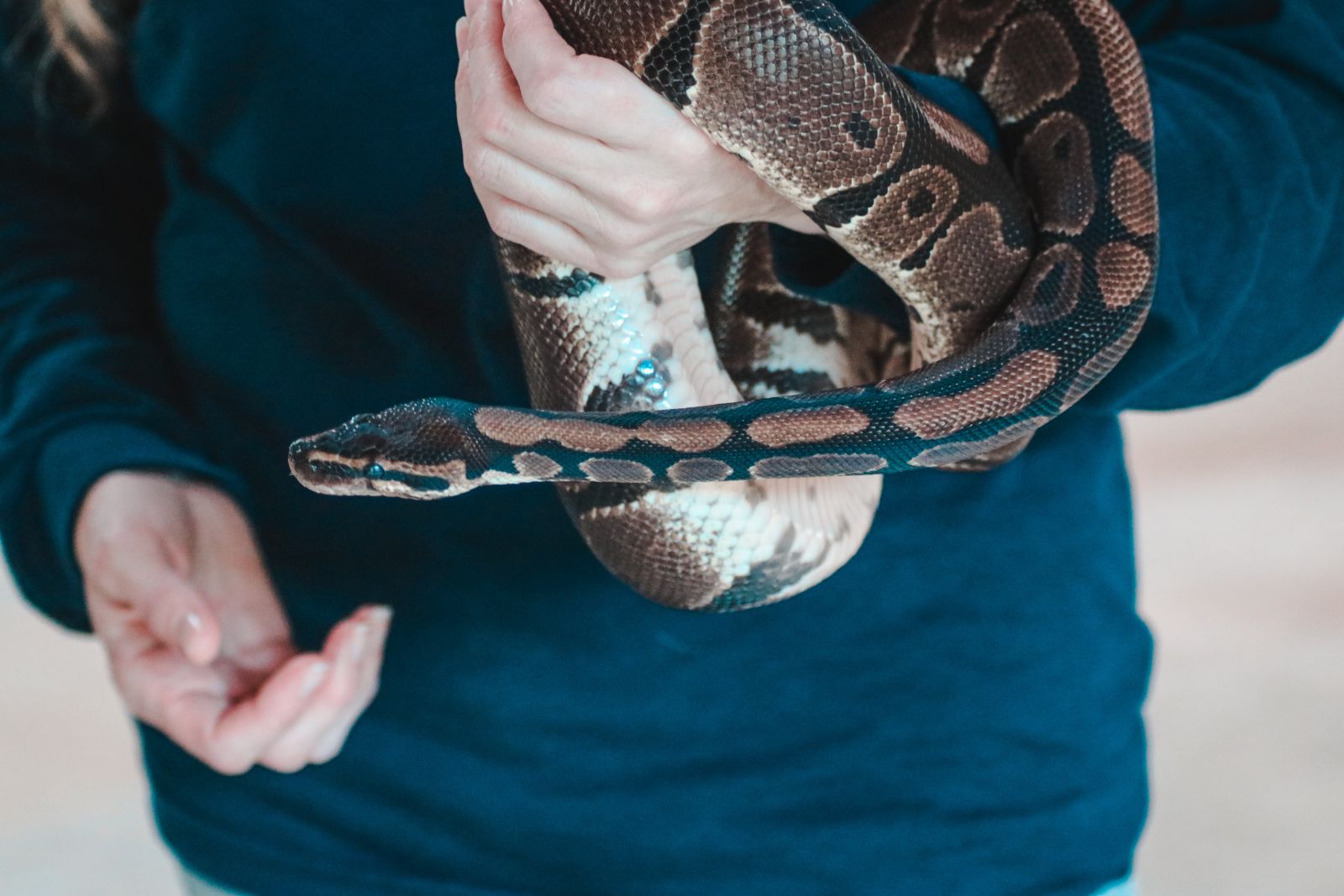 Cobra enrolada na mão de uma pessoa