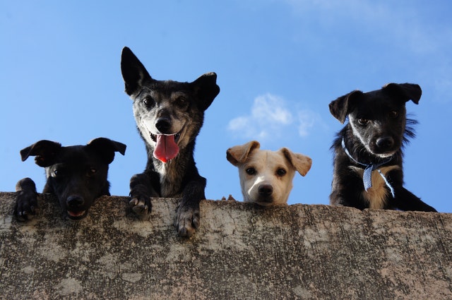 Sonhar com muitos cachorros é sinal de proteção? Descubra!