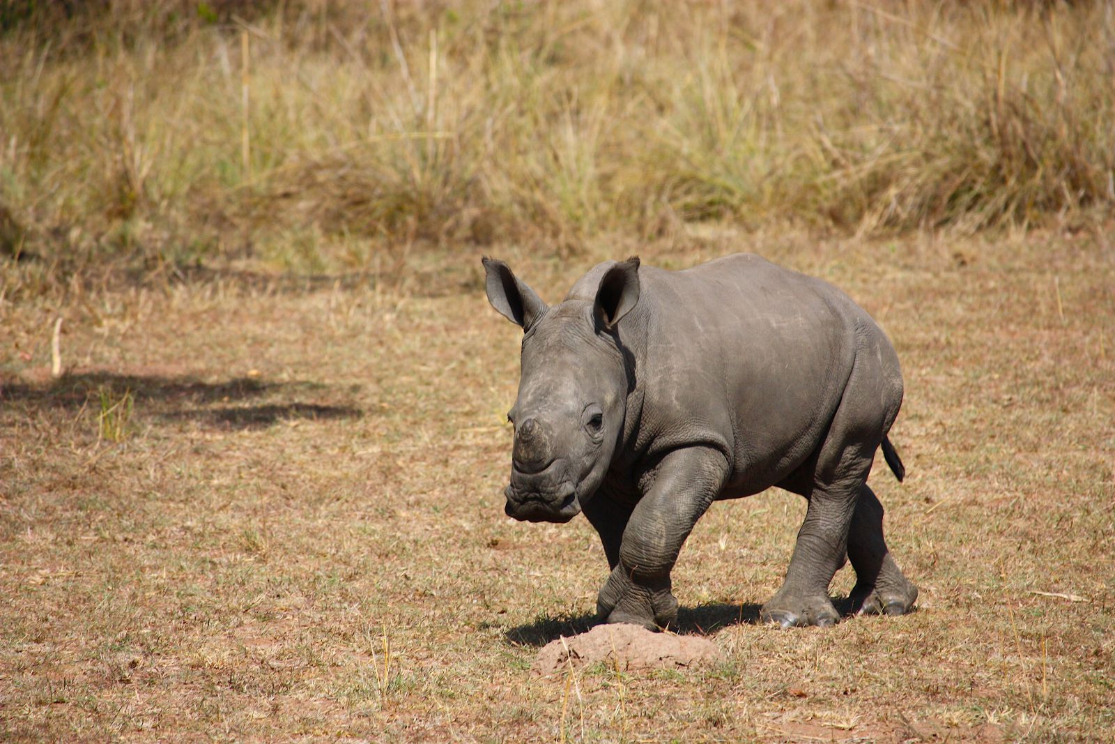 Rinoceronte bebê