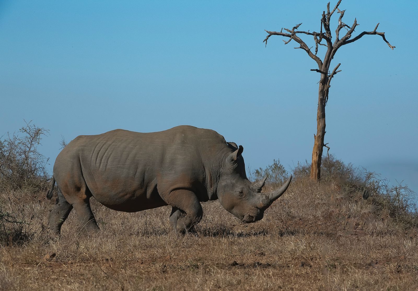 Rinoceronte caminhando