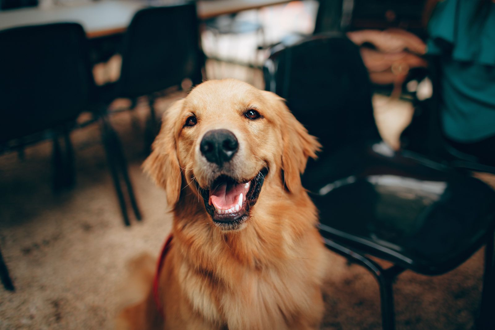 Cachorro sorrindo ao lado de uma cadeira