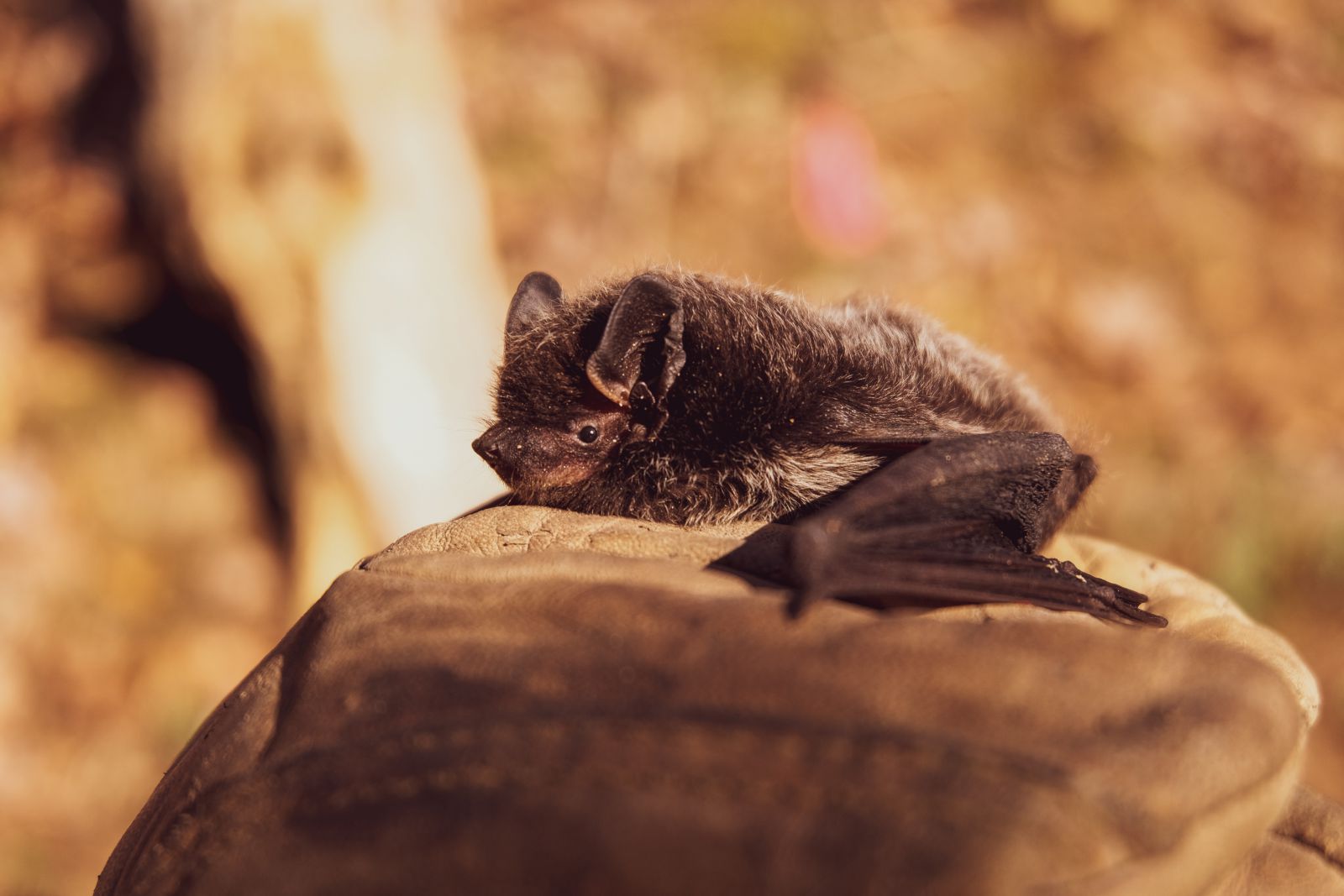 Morcego deitado em uma pedra