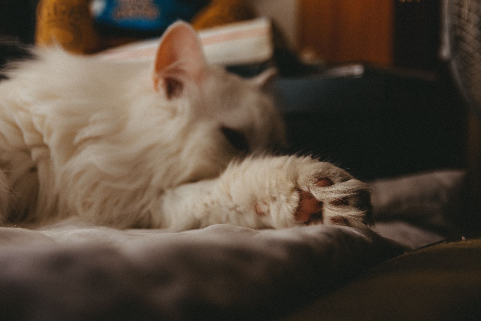 Iren Polishchuk / Pexels Gatinho deitado na cama