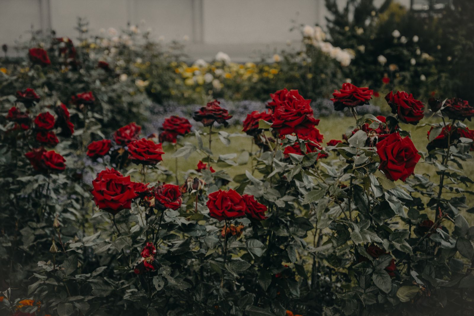 Jardim de rosas vermelhas