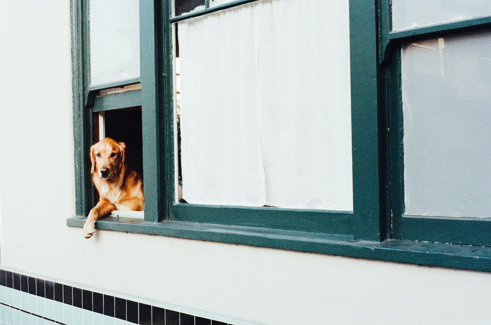 Cachorro na janela