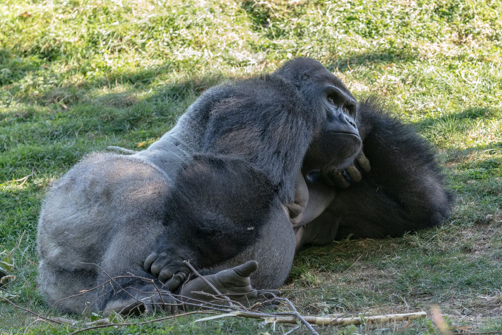 Gorila deitado no gramado