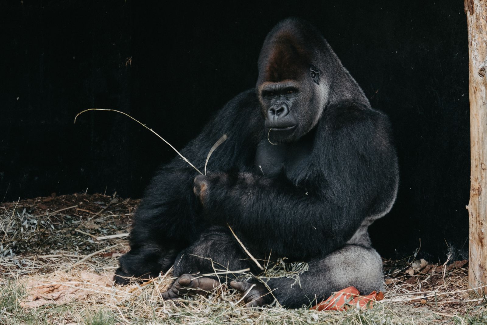 Gorila sentado