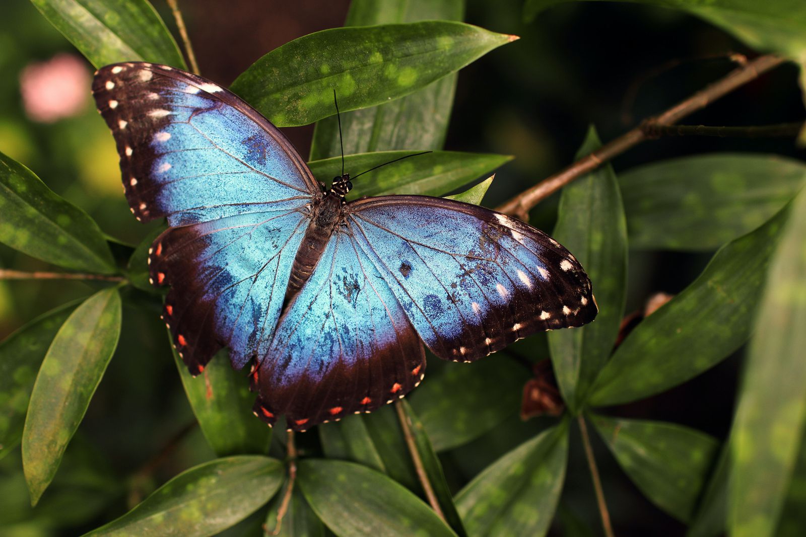 Sonhar com borboleta: você sabe o que isso significa?