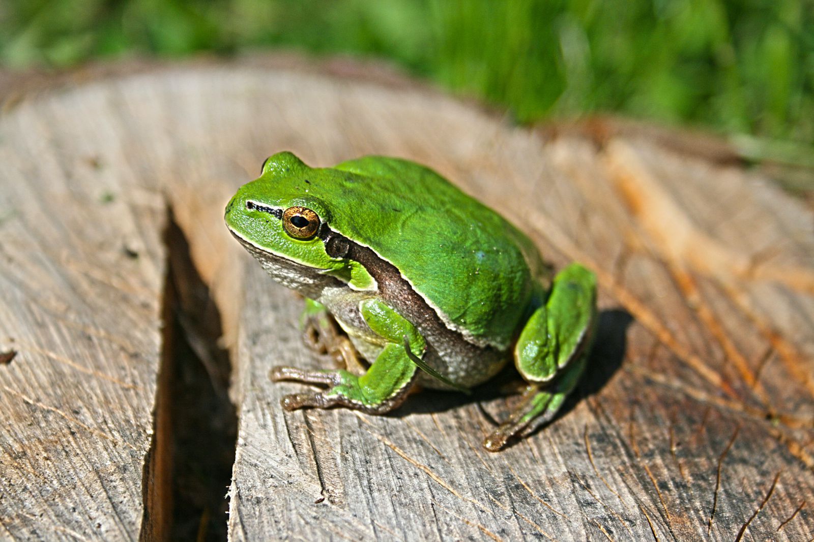 Sapo verde em um tronco de árvore cortado