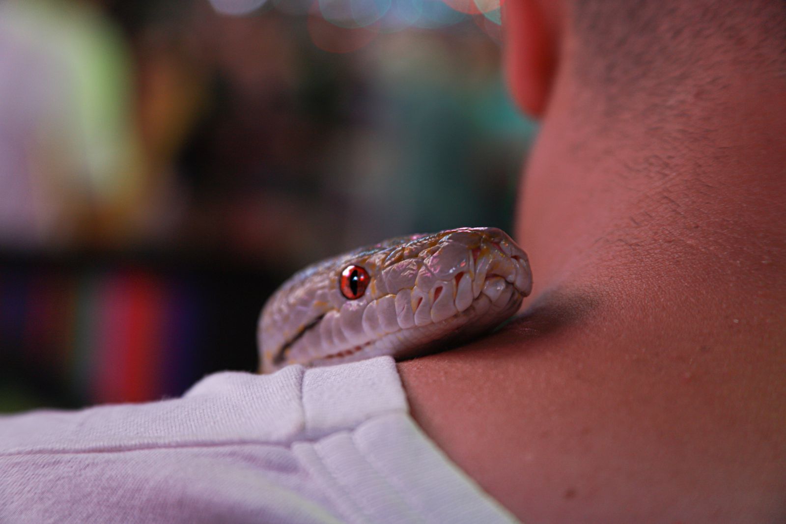 Cobra no ombro de um homem