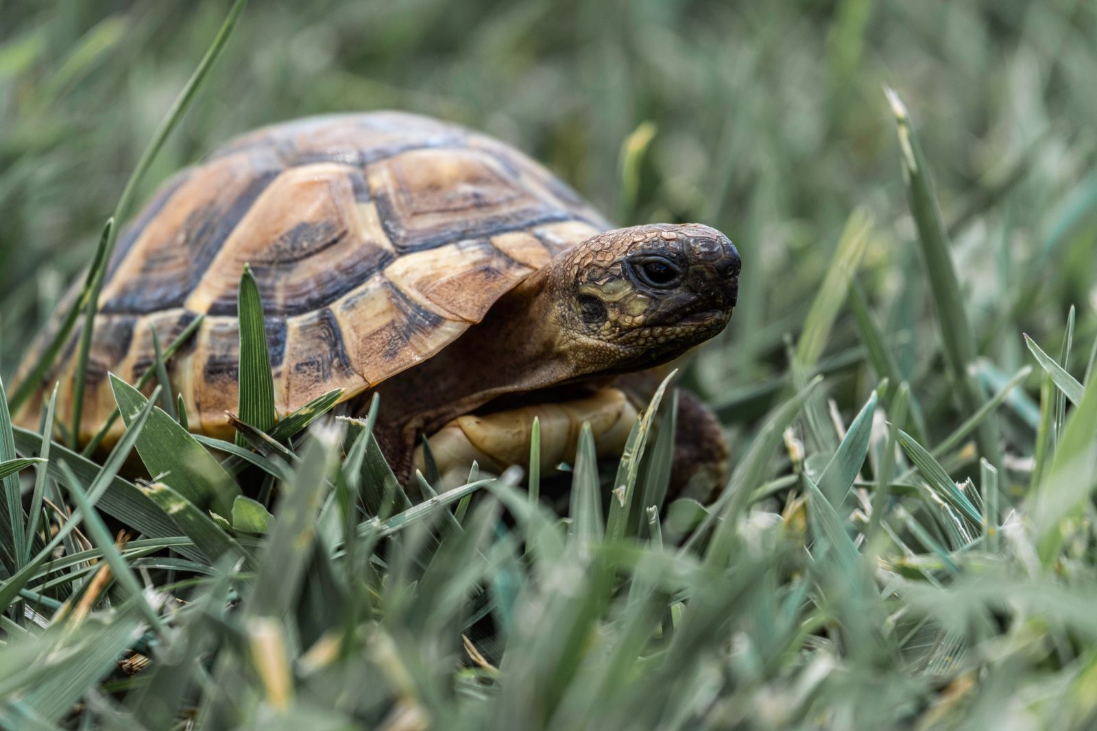 Tartaruga em um gramado
