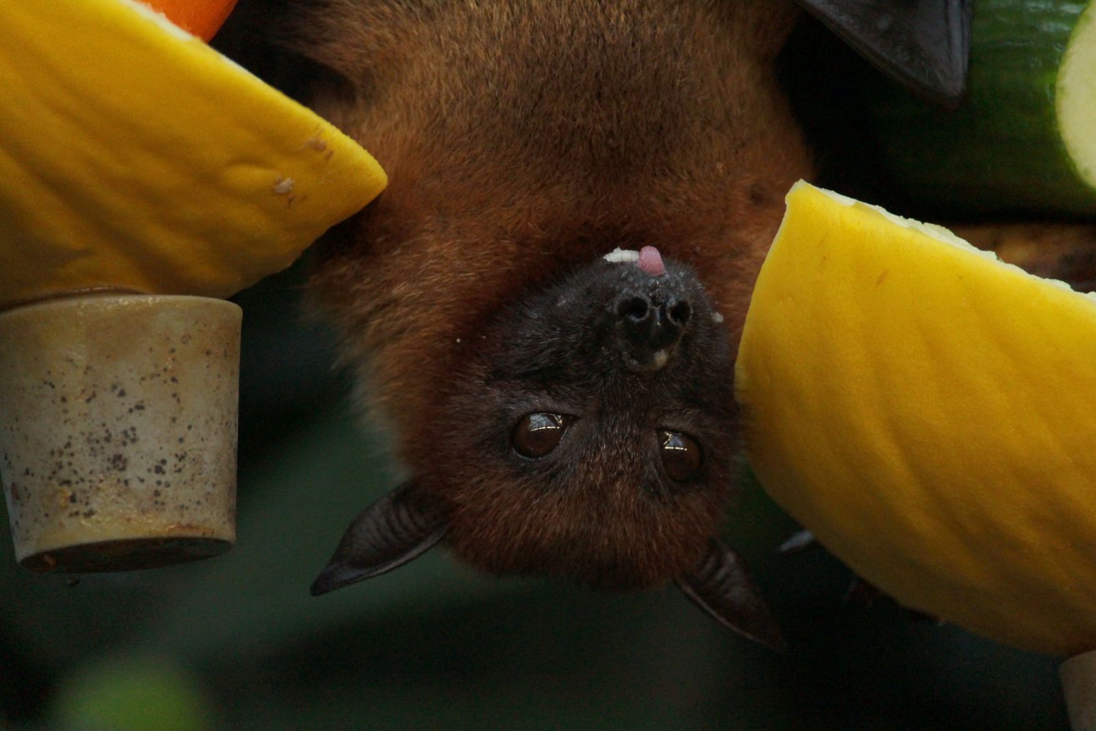 Morcego pendurado ao lado de frutas
