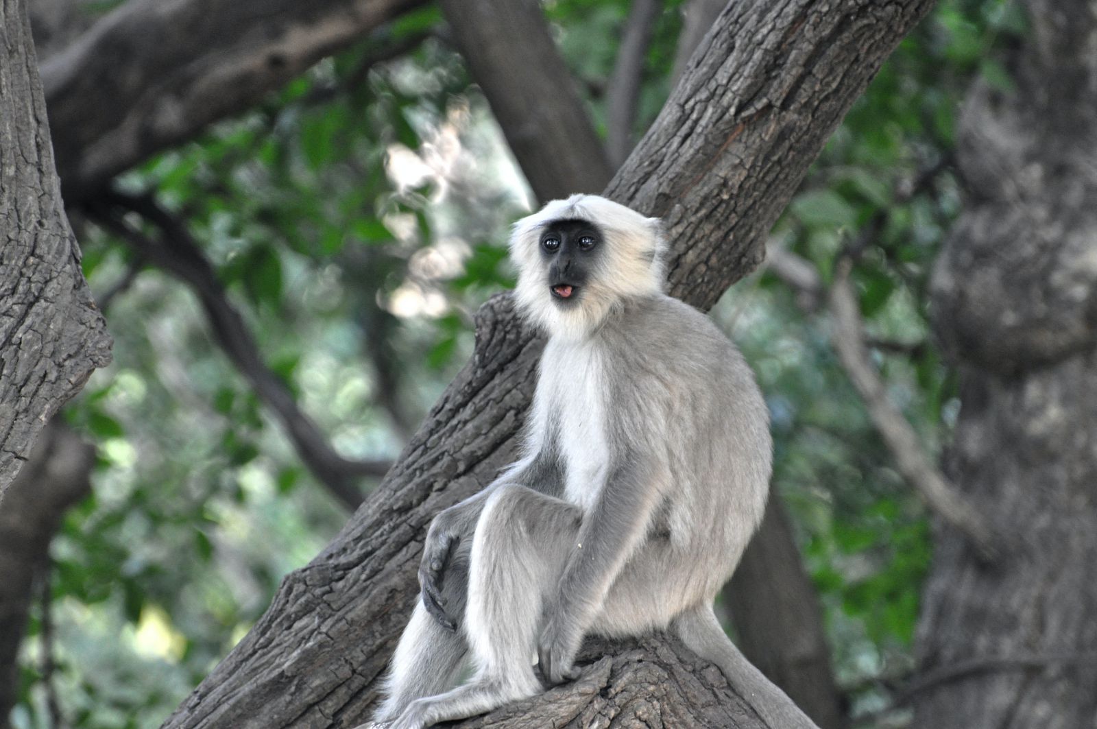 Macaco em uma árvore