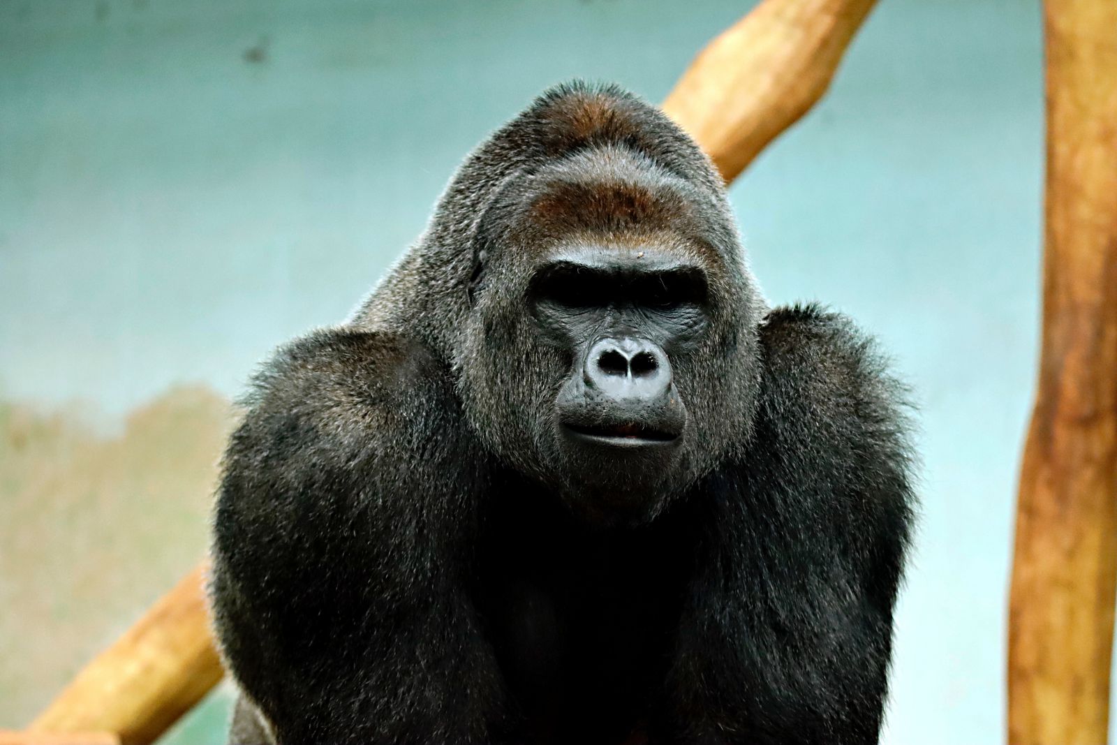 Gorila olhando para frente