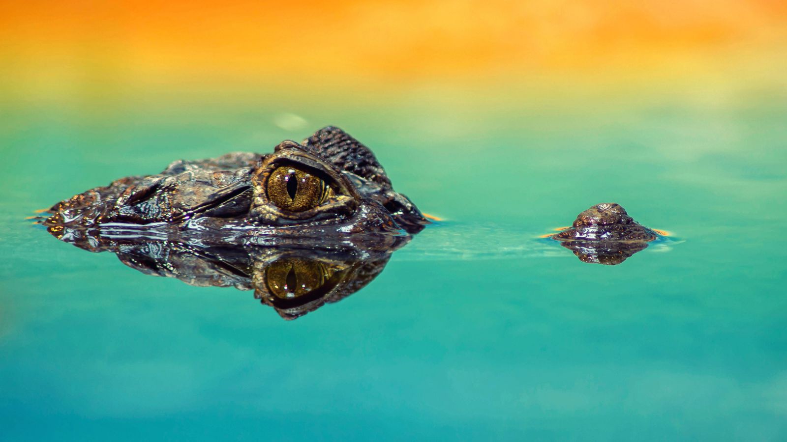 Crocodilo na água