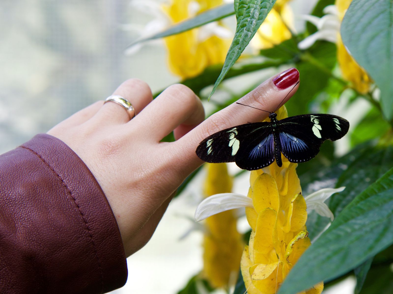 Pessoa segurando borboleta com o dedo