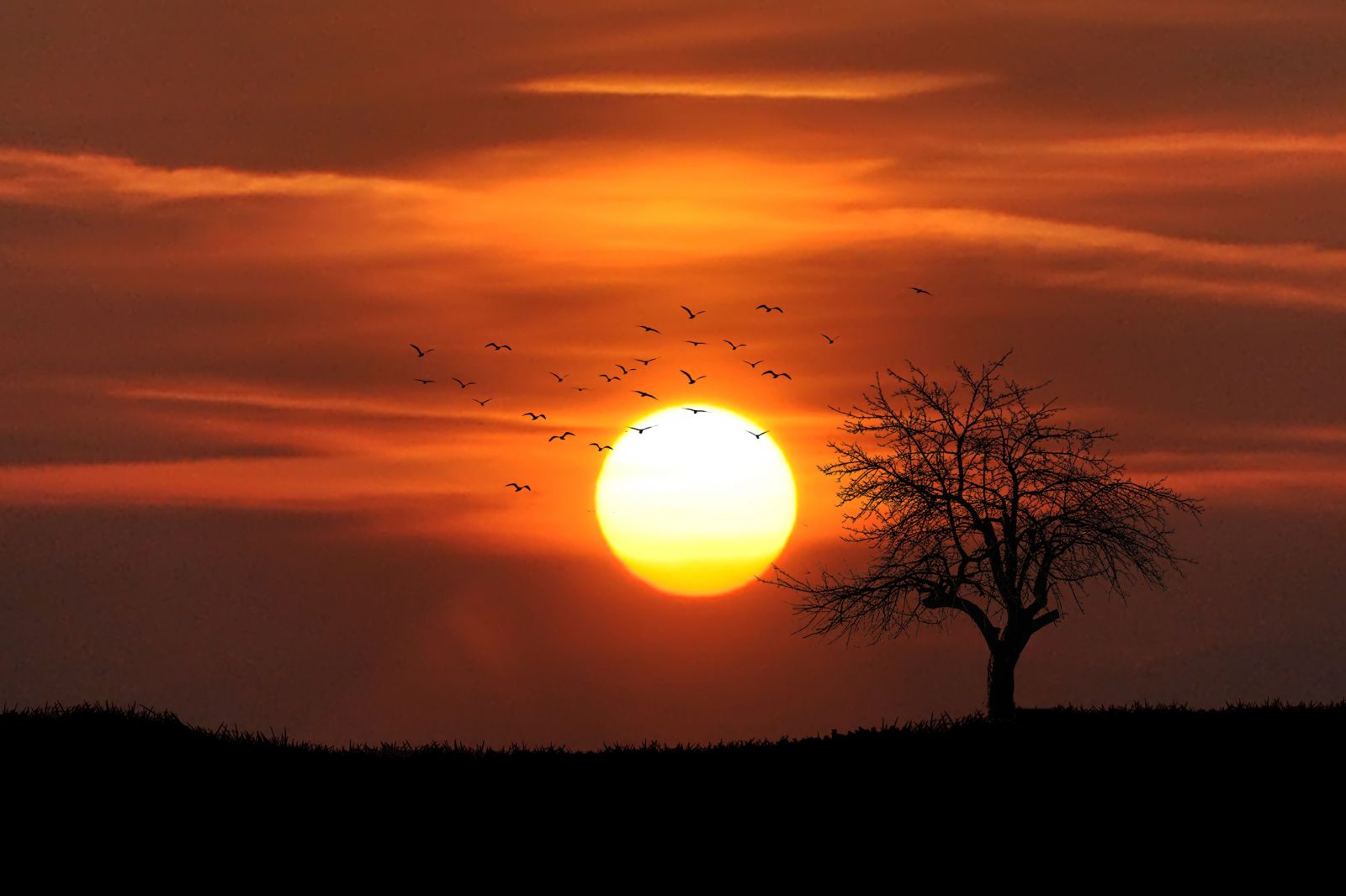 Pôr do sol, árvore com galhos e pássaros no céu