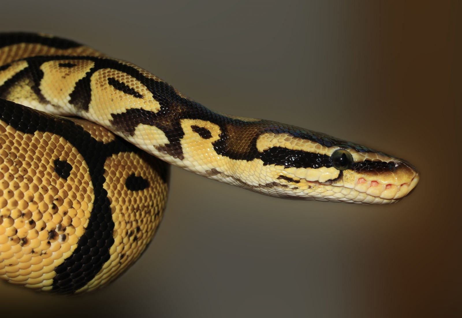 Cobra preta e amarela