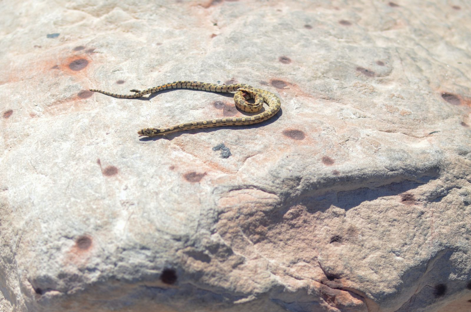Cobra em uma superfície de pedra