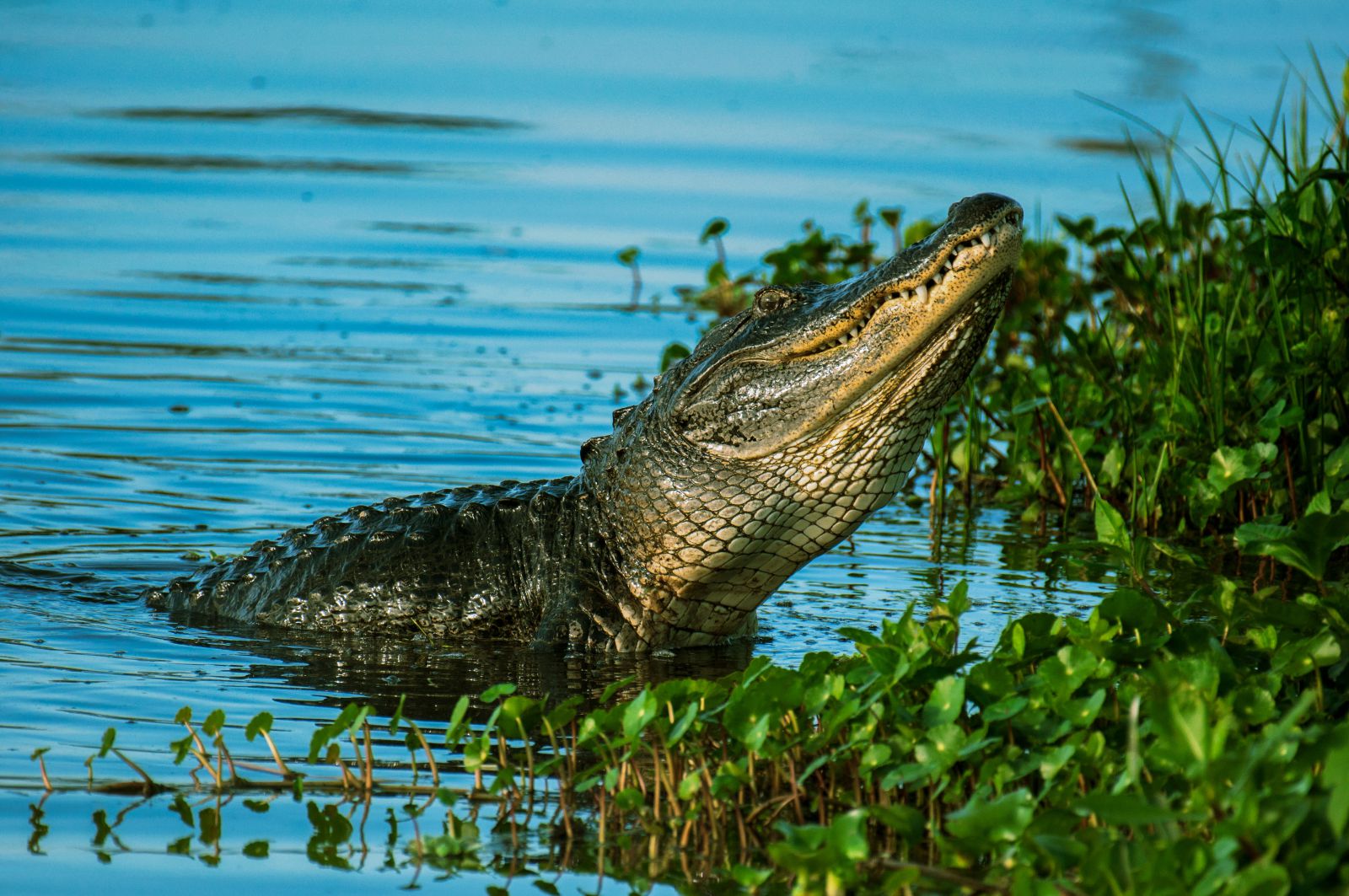 Crocodilo com a cabeça levantada no lago