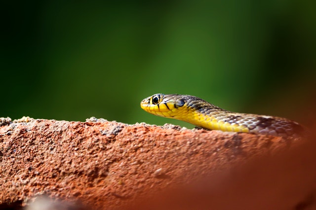 Cobra amarela pequena.