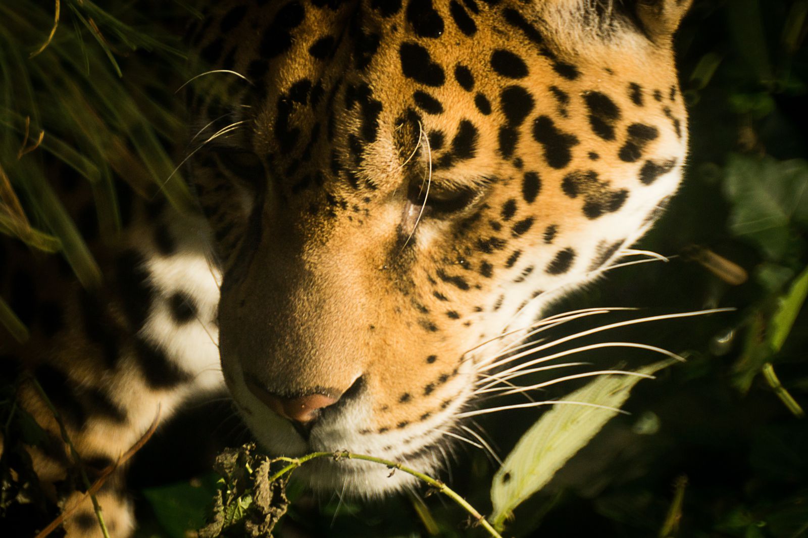 Jaguar cheirando gramado