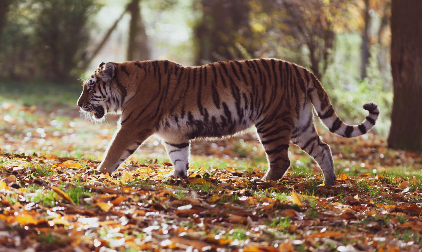 Tigre caminhando em um gramado com folhas caídas 