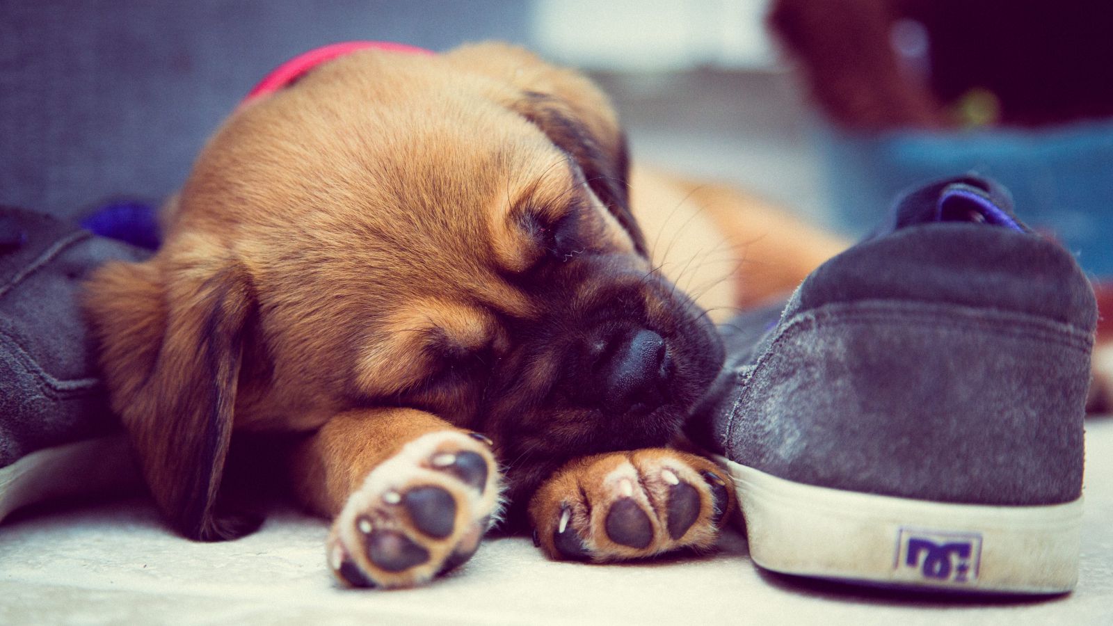 Cachorrinho dormindo ao lado de um sapato