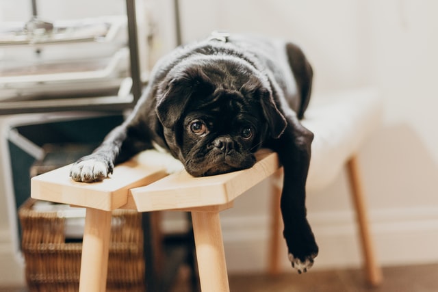 Priscilla Du Preez / Unsplash Cachorro preto deitado.