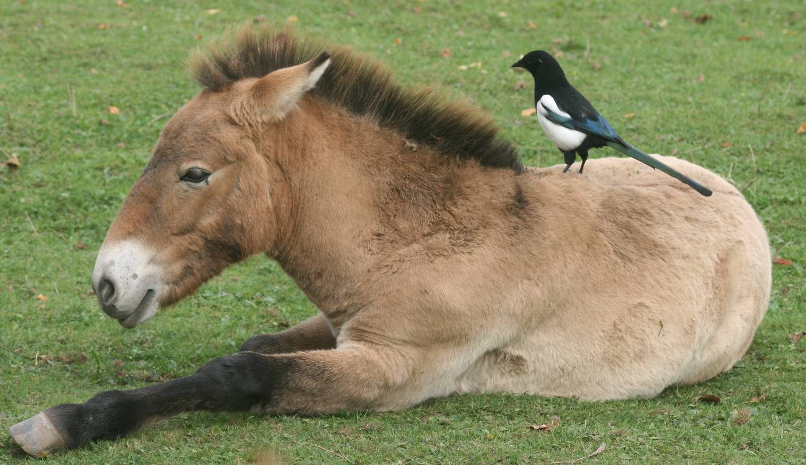 Почему лошадь пржевальского. Лошадь Пржевальского Equus przewalskii. Пржевальский лошадь Пржевальского. Лошадь Пржевальского вымерла. Тарпан и лошадь Пржевальского.