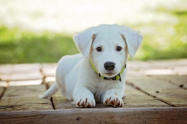 Cachorro branco deitado com a grama de fundo