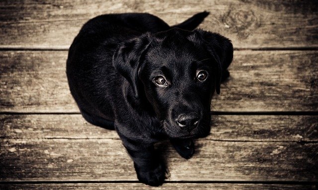 Cachorro preto sentado em um fundo de madeira