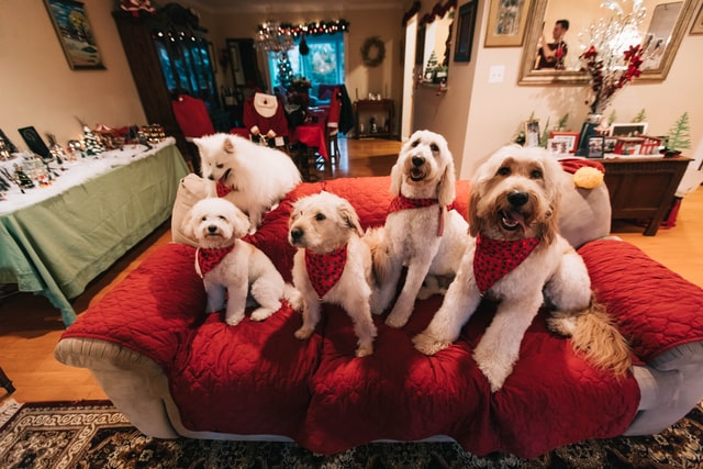 Cachorros brancos no sofá.