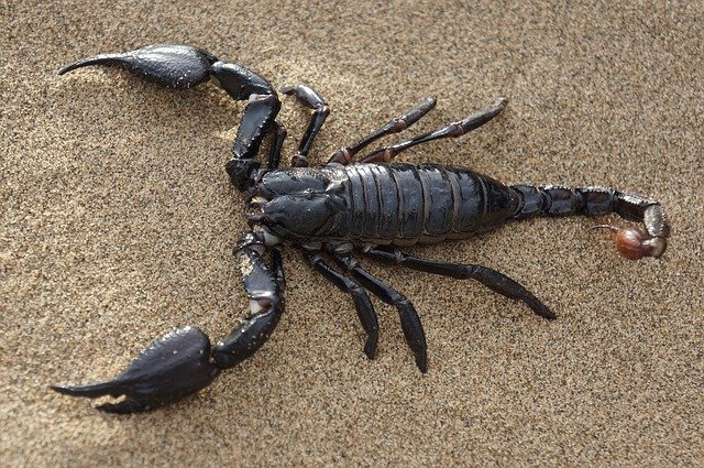 Escorpião preto na areia