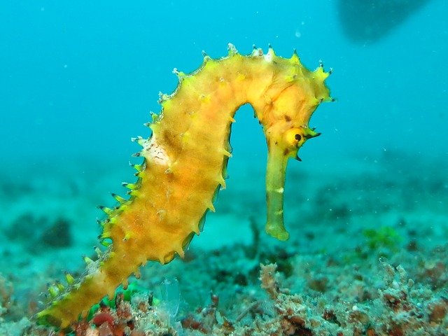 Cavalo marinho amarelo.