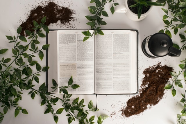 Bíblia aberta cercada de plantas