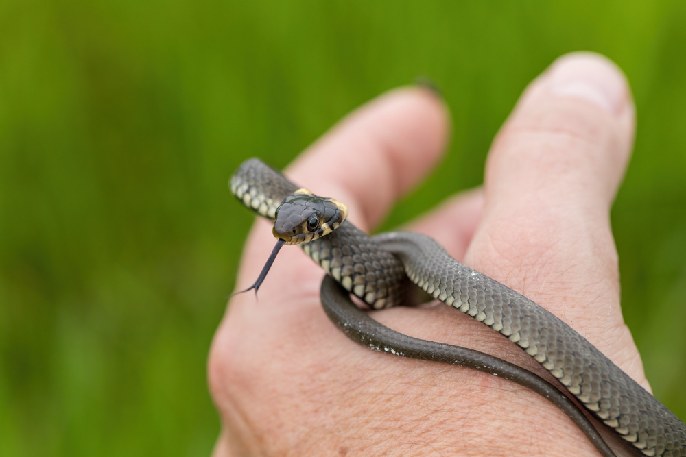 Pequena cobra na mão de pessoa branca.