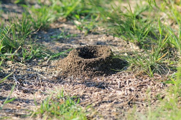 Um pequeno cupinzeiro.