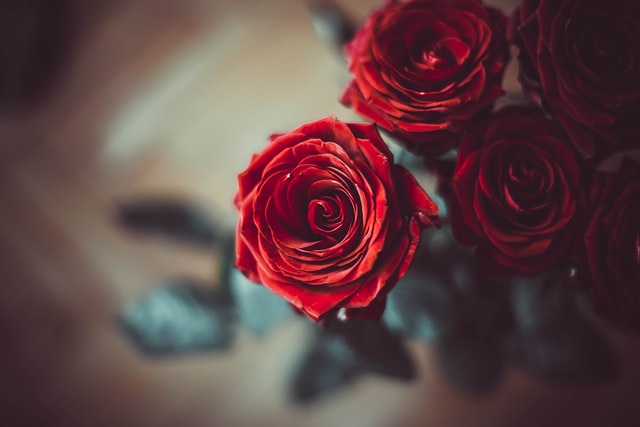 Rosas vermelhas.