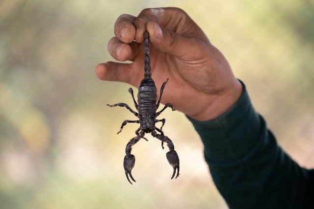 Mão segurando escorpião preto morto