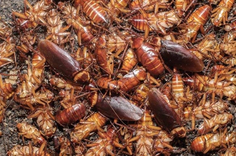 Sonhar com barata voadora – Qual é o significado?