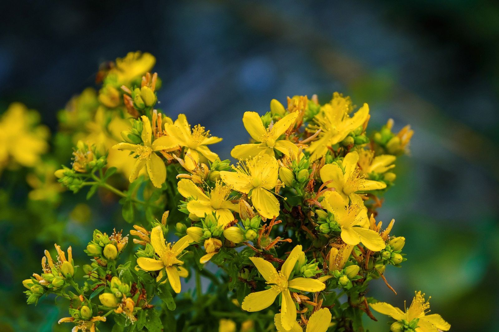 Flores de erva-de-são-joão amarelas.